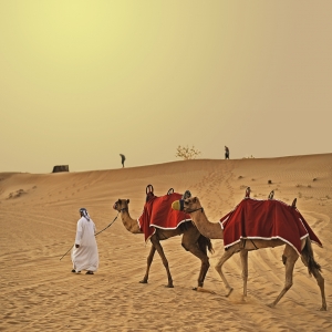 Wüste Kamel